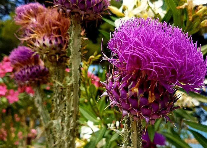 Terrazza Cieli Immensi * 伊索拉迪卡波里祖托